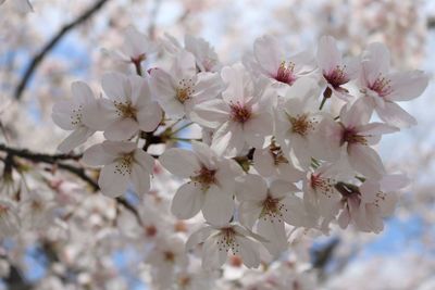 Close-up of cherry blossom