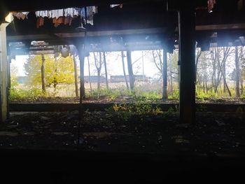 Plants seen through glass window in forest