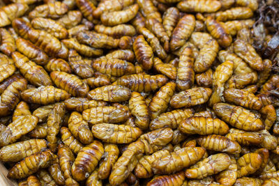 Fried in oil silkworm larvae close up