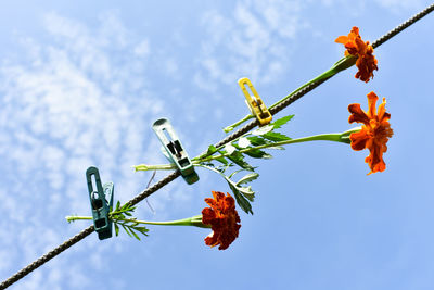 Low angle view of flowering plant against sky