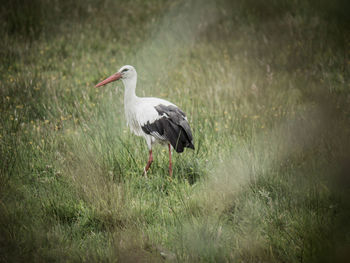 Side view of a bird on field