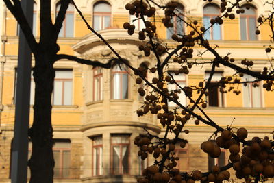 Close-up of tree with building in background