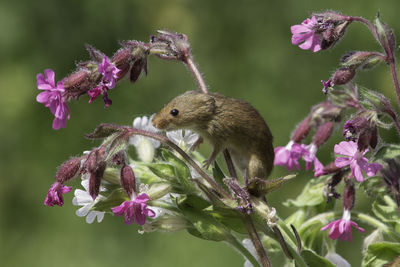 Close-up of bumblebee on pink flowers