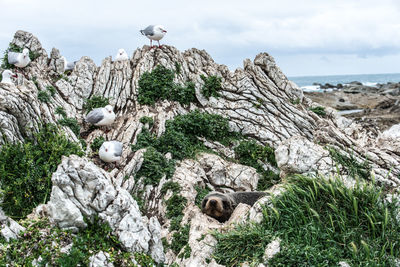 View of birds on rock by sea against sky