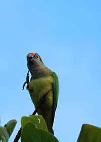 Low angle view of parrot perching on branch against clear sky