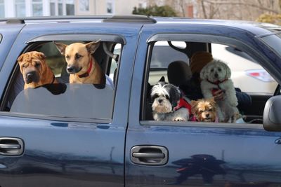 Dogs sitting in car