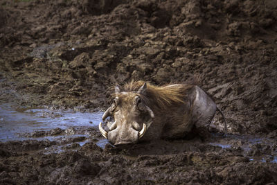 Warthog lying in mud