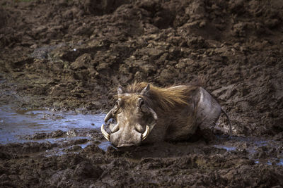 Portrait of a cat relaxing on land