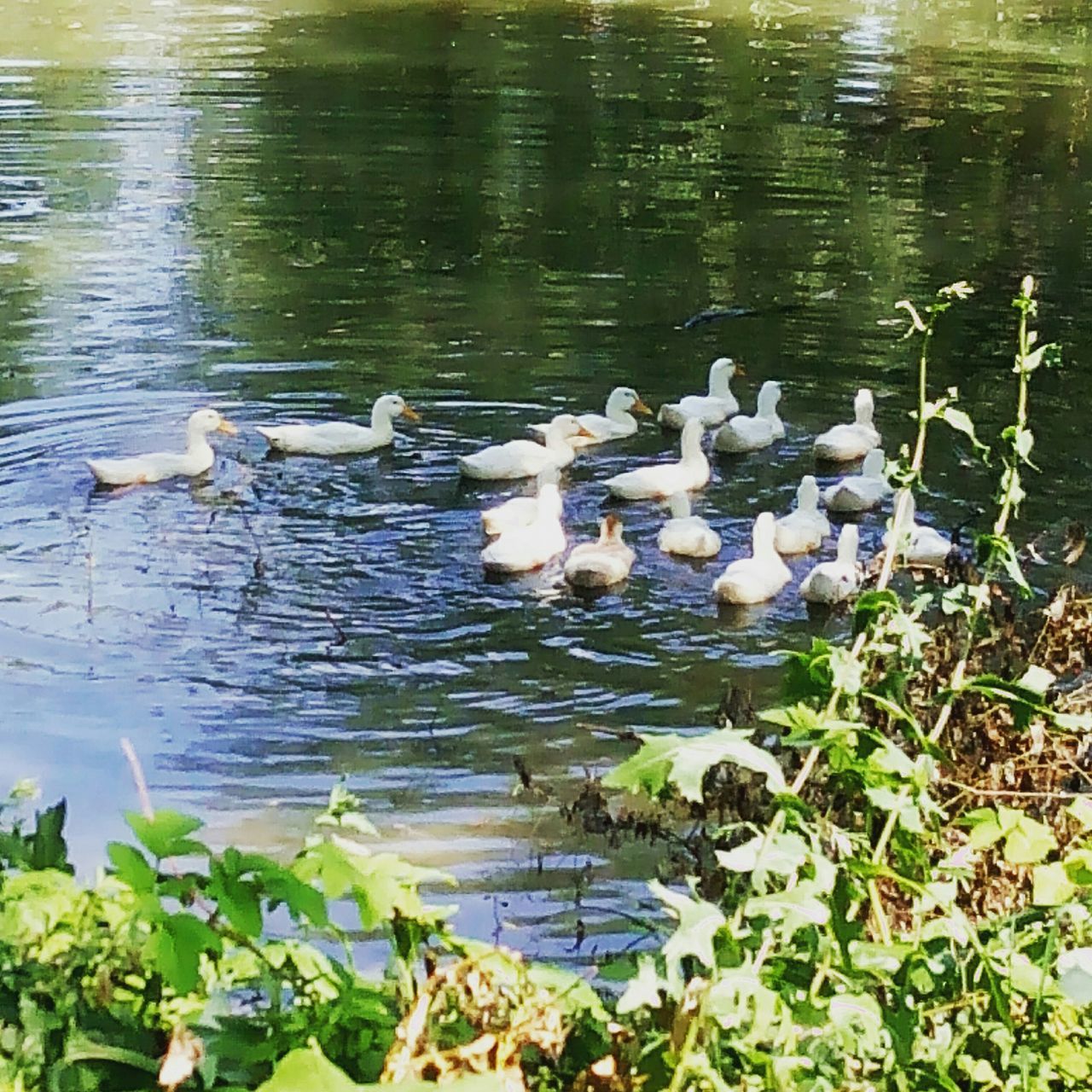 bird, animals in the wild, animal themes, water, wildlife, lake, duck, swimming, reflection, nature, high angle view, water bird, swan, medium group of animals, waterfront, flock of birds, rippled, outdoors, day