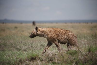 Giraffe in a field