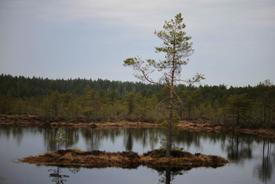 Reflection of trees in lake against sky