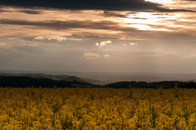 Scenic view of field against sky during sunset