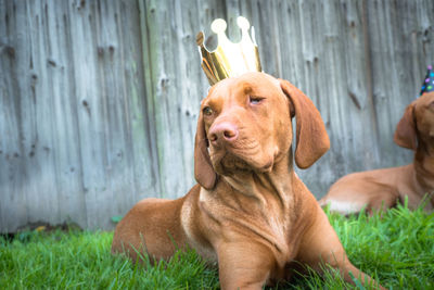 Portrait of dog sitting on grass