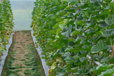 Plants growing in farm