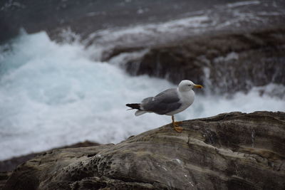 Seagull perching on rock in sea