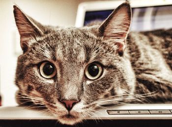 Close-up of cat