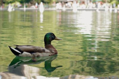 Duck swimming in lake