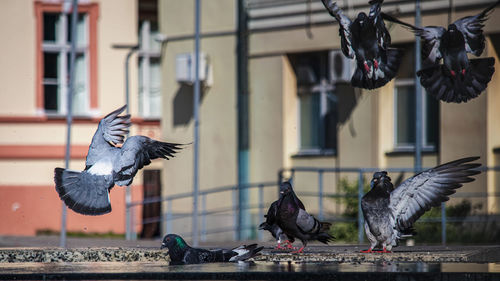 Pigeons flying against building