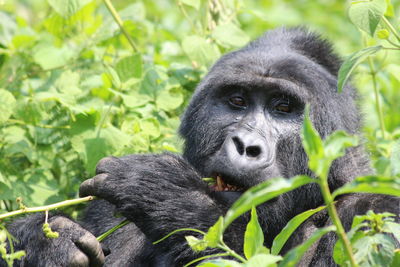 Close-up of a monkey