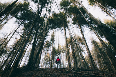 Low angle view of hiker walking in forest against sky
