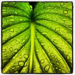 Full frame of water drops on leaf