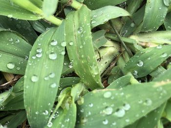 Close up of raindrops on green leaves 