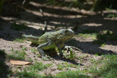 Close-up of lizard