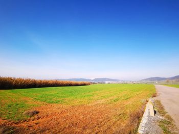 Scenic view of field against clear blue sky