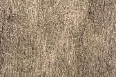 Full frame shot of crop on field