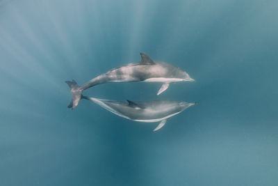 Dolphins swimming in sea