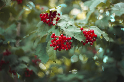 Red viburnum and green leaves after rain. natural background