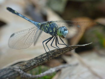 Close-up of dragonfly on leaf