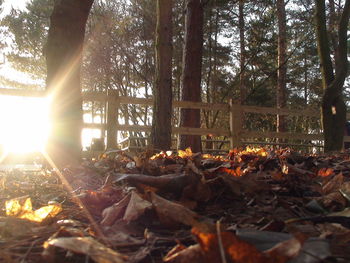 Sun shining through trees