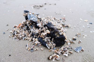 High angle view of shells on sand