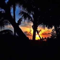 Silhouette palm trees at sunset