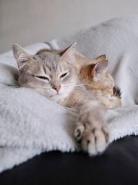 Sleeping cats