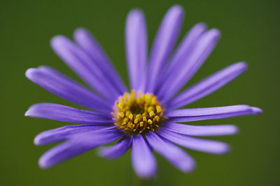 Close-up of purple flower