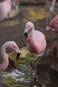 Close-up of flamingoes