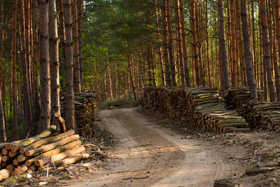 Stack of logs in forest