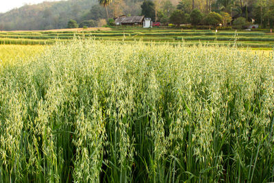 Crops growing on field