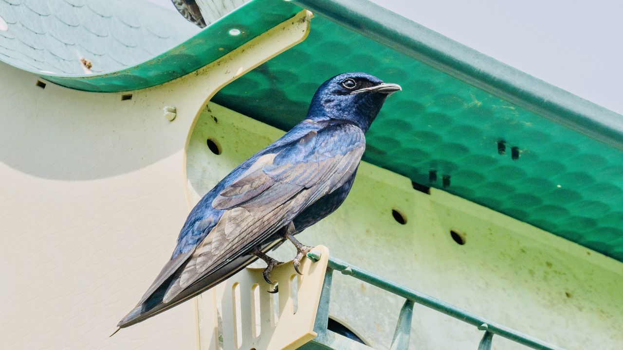 CLOSE-UP OF BIRD PERCHING ON A RAILING