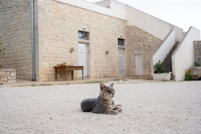 Cat sitting on street