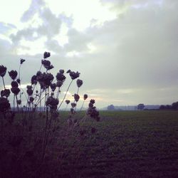 Scenic view of field against cloudy sky