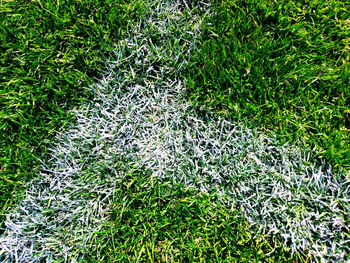 High angle view of plants growing on field