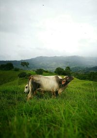 Horse on field against sky