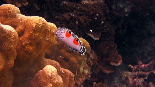 Fish swimming in sea