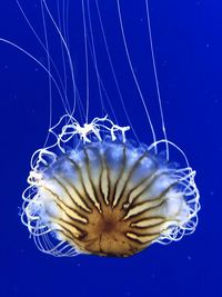 Close-up of jellyfish underwater