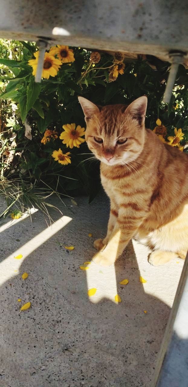 HIGH ANGLE VIEW PORTRAIT OF CAT ON STREET