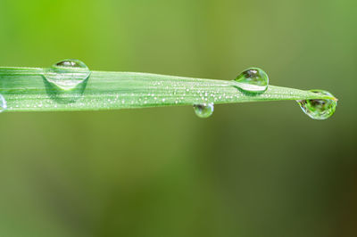 Close-up of water drops on leaf