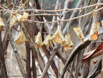 Close-up of dry leaves hanging on branch